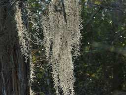 Florida_2007-2008-020